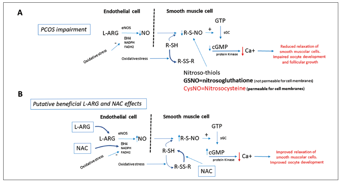 5-no-thiols-cgmp.png