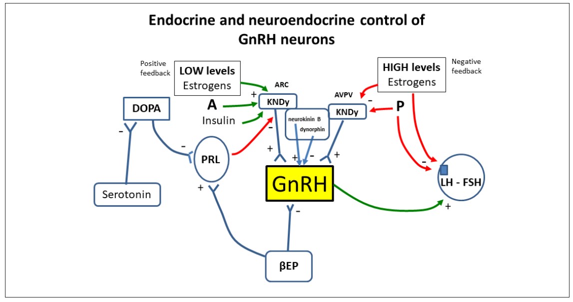 Kisspeptin In Female Reproduction From Physiology To Pathophysiology Grem Gynecological And 5817