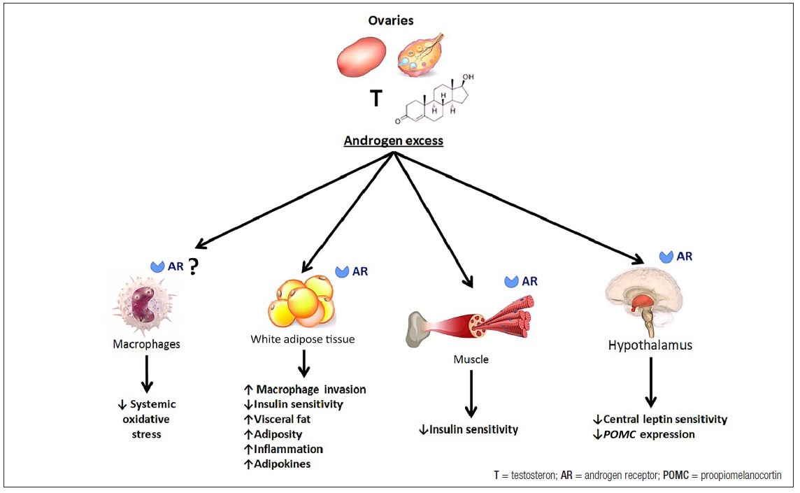 The interplay between androgens and adipocytes: the foundation of  comorbidities of polycystic ovary syndrome – Gynecological and Reproductive  Endocrinology & Metabolism